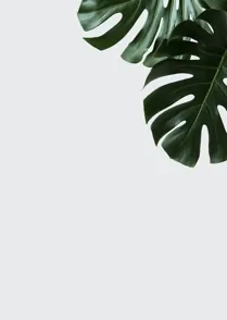 Monstera