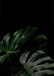 Moonlit Monstera
