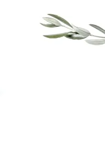 Olive Branch