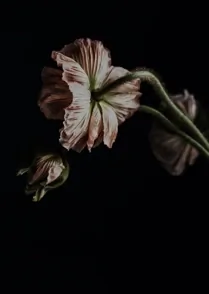Poppy I