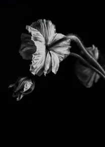 Poppy II