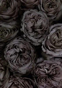 Rosette Oscura