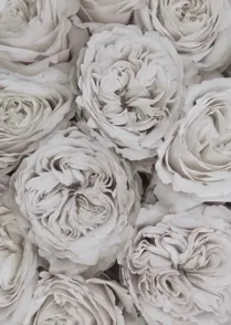 Rosette Pale