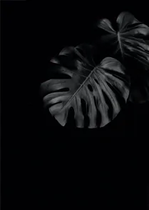 Shadow Palm