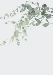 Silver Dollar