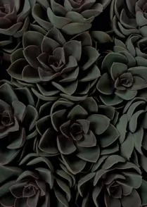 Succulent I