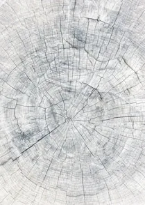 Tree Rings